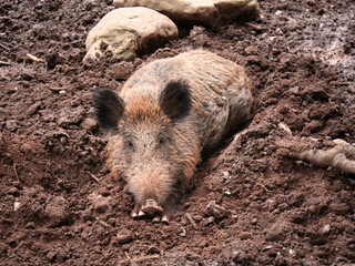 Ein Wildschwein liegt entspannt in der Suhle