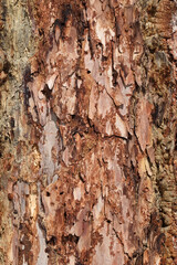 Larch bark with streaks of resin close-up