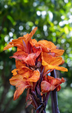 Orange Canna indica or Indian shot flowers in a garden blurred leafs and sky background
