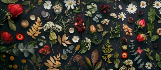 Fotobehang Set of botanical elements flowers, twigs, petals, leaves, flat lay, top view © Sunny