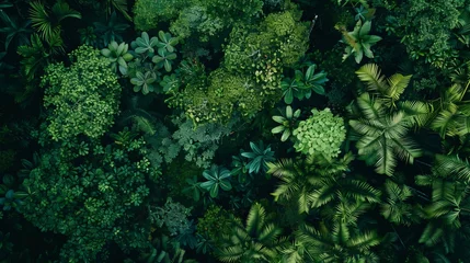 Fotobehang A panoramic view of a dense rainforest canopy from above © Sasint