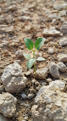 Little green plant, growing up in a dry dessert soil - obrazy, fototapety, plakaty