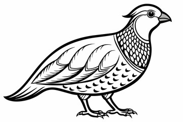 Quail outline vector  