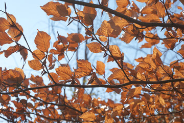 Low angle view a branshes against the sky