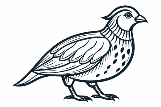 recommend clip art: Quail outline vector  
