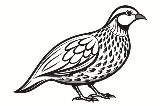 recommend clip art: Quail outline vector  