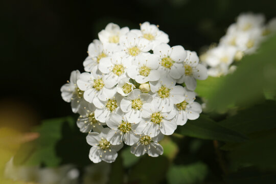Reeves Spirea