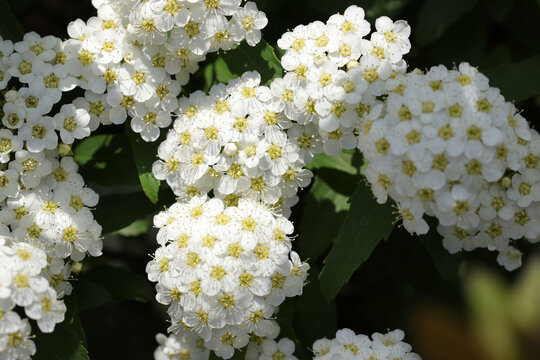 Reeves Spirea