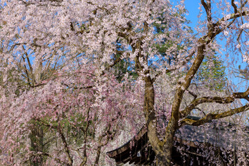 桜　花　スロー　風に吹かれて揺れる　イメージ