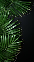 Palm leaf on a black background with copy space for text or design. A flat lay, top view. A summer vacation concept