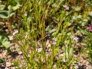 Southern Urals, flowering hoary willowherb (Epilobium parviflorum) near the water.
