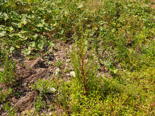 Southern Urals, flowering hoary willowherb (Epilobium parviflorum) near the water.