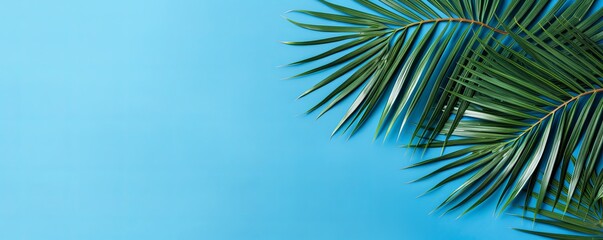 Palm leaf on a blue background with copy space for text or design. A flat lay, top view. A summer vacation concept