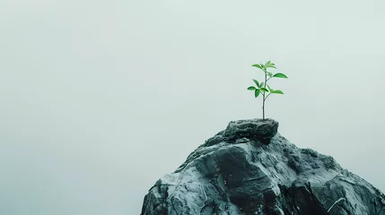 Deurstickers Small Tree Growing From Top of Rock © Artistic Visions