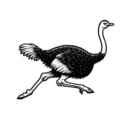 Fototapeta na wymiar Common ostrich hand drawn vector illustration