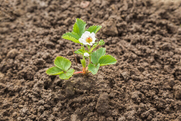 Green small strawberry plant with flowers in dark brown ground at garden in spring day. Closeup. - 785363623