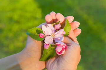 Young adult woman hands holding branch of white pink apple blossoms on sunny green grass background in spring day at garden. Closeup. Point of view shot. 