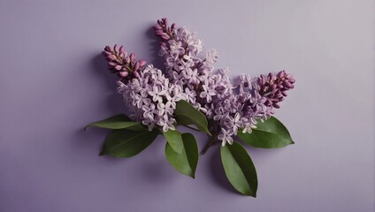 Top view purple lilac at sunlight in minimal style on pastel purple background. Natural lilac flowers with green stems