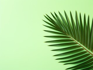 Palm leaf on a green background with copy space for text or design. A flat lay, top view. A summer vacation concept 