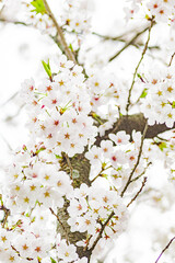 春の日差しを浴びて咲く満開の桜