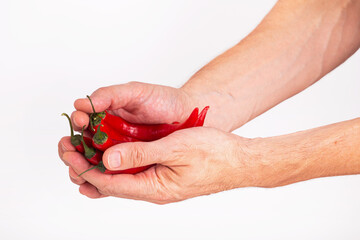 Close-up view of red chili pepper in the hands of a male cook, selective focus, isolated on white background