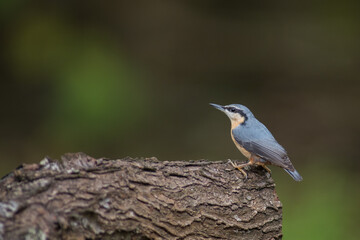 Nuthatch posing on a tree in the forest canopy 