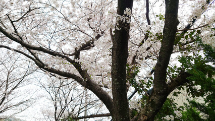 春の日差しを浴びて咲く満開の桜