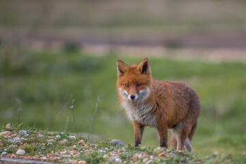 female red fox vulpes in the field young