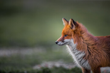 red fox vulpes close up portrait in the field backlighting 