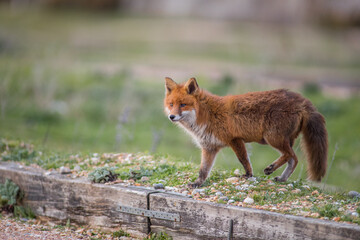 red fox in the woods