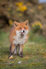 red fox in the woods