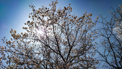 春の日差しを浴びて咲く満開の桜