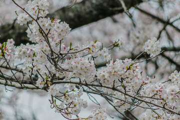 ソメイヨシノ満開の風景