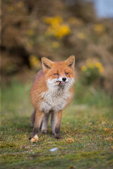 Naklejka na ściany i meble red fox vulpes in the wild female fox posing and eating on bone