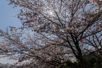Fototapeta premium 春の日差しを浴びて咲く満開の桜
