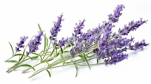 lavender isolated on white background  high definition(hd) photographic creative image