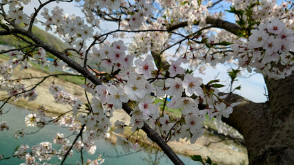 ソメイヨシノ満開の風景