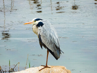 great blue heron