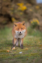 Naklejka na ściany i meble red fox vulpes in the wild female fox posing for the camera 