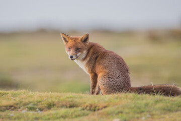 Naklejka premium red fox vulpes