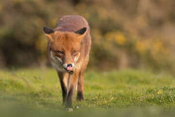 Red fox with tongue out licking face in evening summer light united kingdom