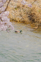 桜が咲いた公園の小川を優雅に泳ぐ鴨
