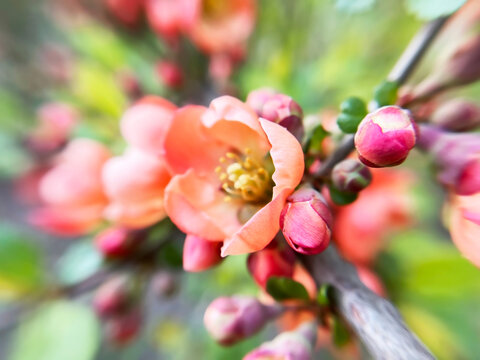 chaenomeles (Japanese quince) flowers close-up