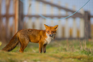 Fototapeta premium red fox vulpes in garden in the city united kingdom with fence and washing line