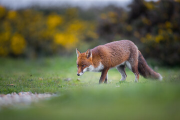 red fox vulpes on the hunt