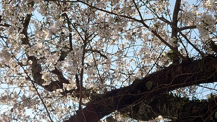 桜の花のある風景
