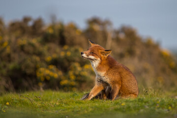 red fox vulpes sat in the wild enjoying the sunlight at sunset eyes closed itching self care enviromental image