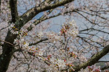 桜の花のある風景
