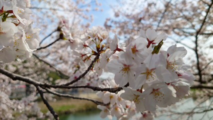 桜の花のある風景
