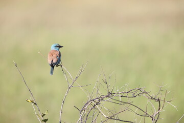 The European roller (Coracias garrulus) is the only member of the roller family breeding in Europe.  This photo was taken in Kruger National Park, South Africa.